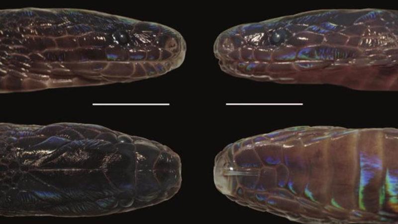 Bilim İnsanları, Pulları İnci Gibi Parlayan Yeni Bir Yılan Türü Keşfetti