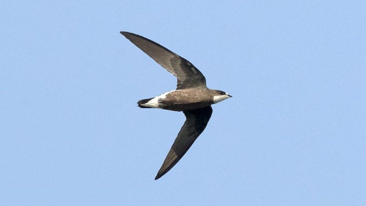 Hayır, En Hızlısı Çita Değil: Bazılarının ’Hızlı’ Olduğuna Dahi İnanamayacağınız Dünyanın En Hızlı 10 Hayvanı