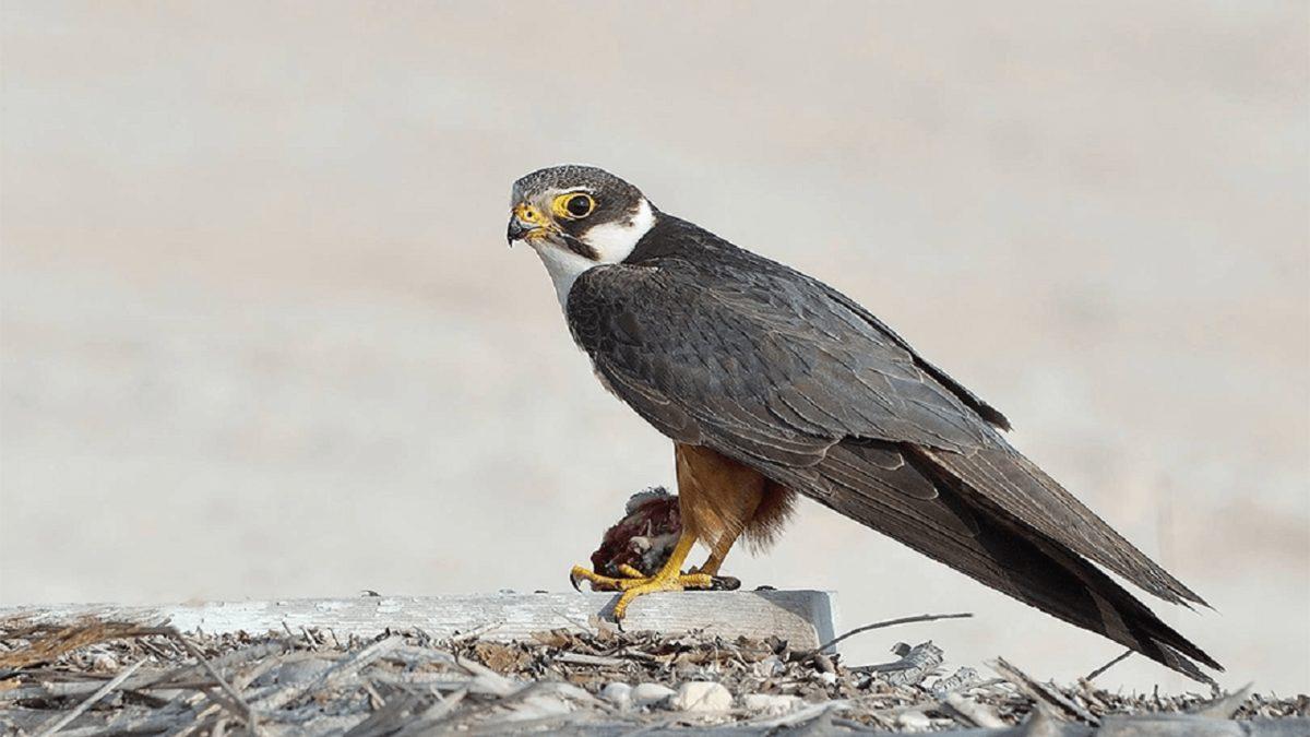 Hayır, En Hızlısı Çita Değil: Bazılarının ’Hızlı’ Olduğuna Dahi İnanamayacağınız Dünyanın En Hızlı 10 Hayvanı