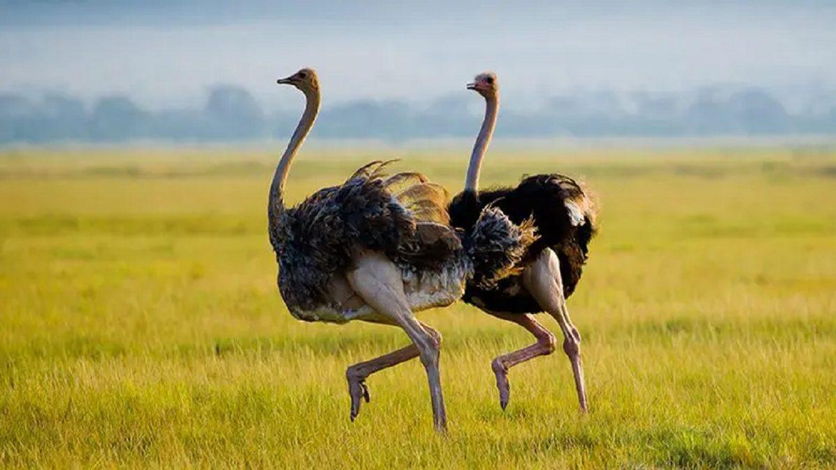 Hayır, En Hızlısı Çita Değil: Bazılarının ’Hızlı’ Olduğuna Dahi İnanamayacağınız Dünyanın En Hızlı 10 Hayvanı