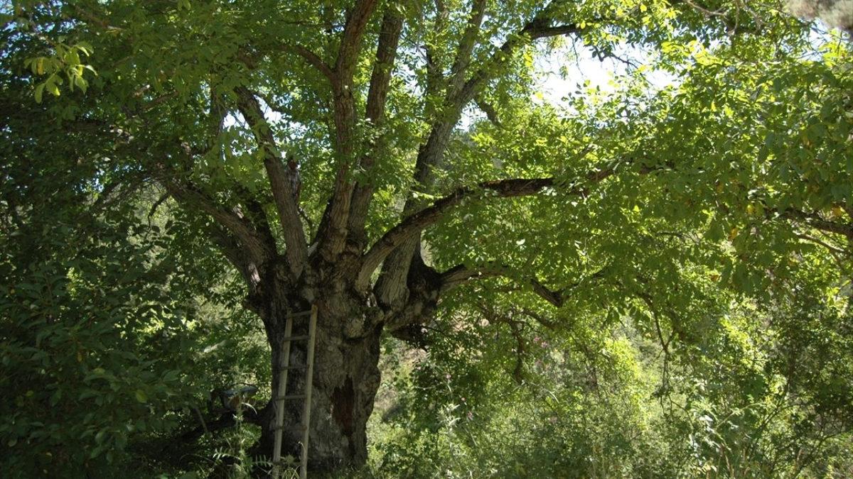 Bilime Göre ’Ceviz Ağacının Altında Oturulmaz, Adamı Erken Öldürür’ Sözü Ne Kadar Doğru?