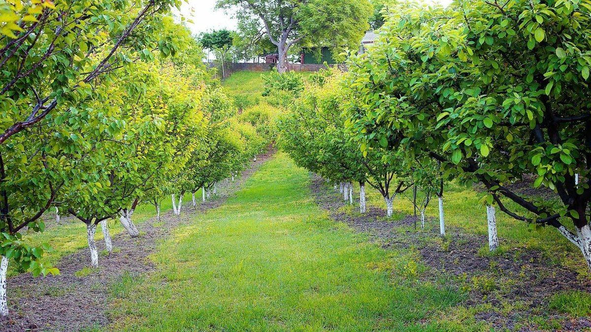 Bilime Göre ’Ceviz Ağacının Altında Oturulmaz, Adamı Erken Öldürür’ Sözü Ne Kadar Doğru?