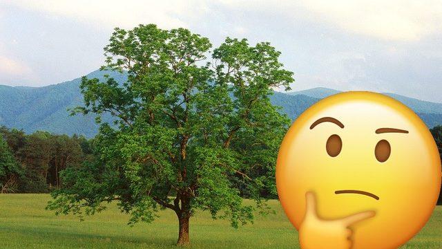 Bilime Göre ’Ceviz Ağacının Altında Oturulmaz, Adamı Erken Öldürür’ Sözü Ne Kadar Doğru?