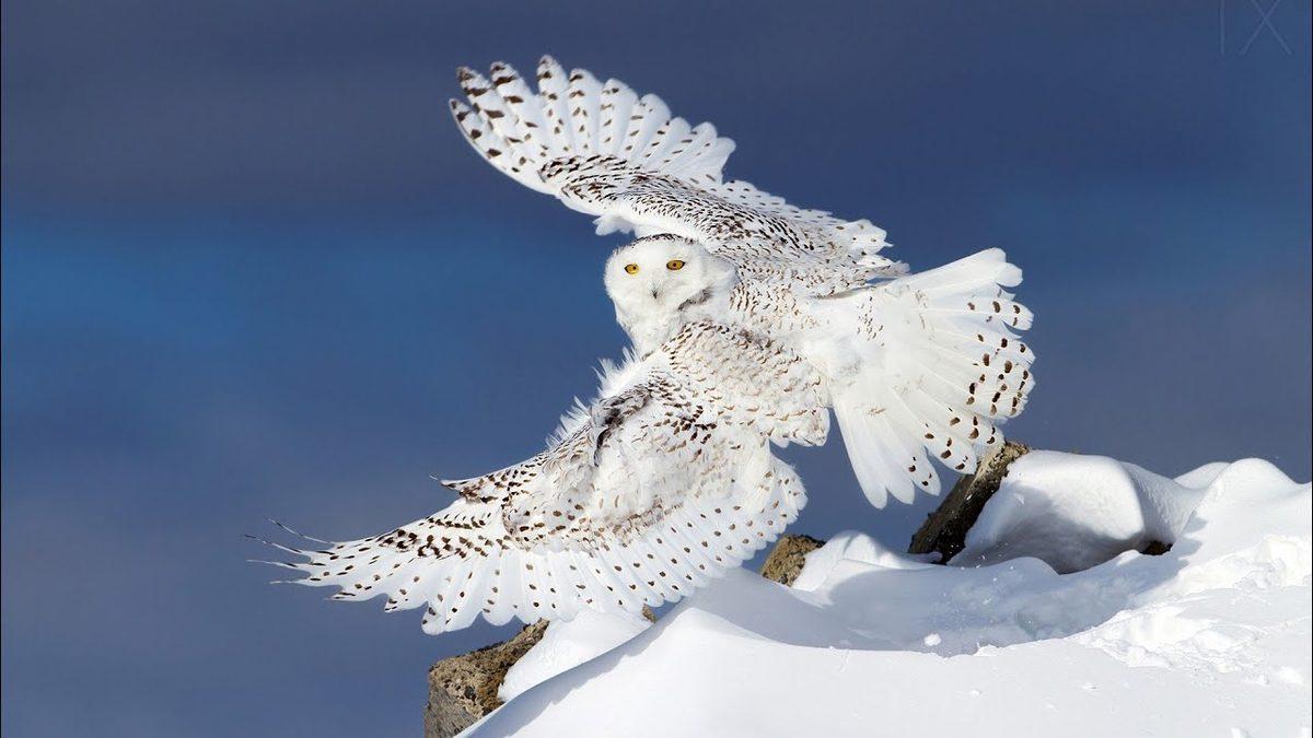 Tam Bir Avlanma Ustası Olan  Kar Baykuşları Hakkında Duyunca Şaşıracağınız 9 Enteresan Bilgi
