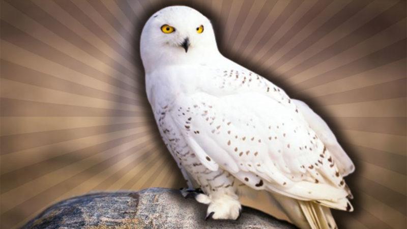 Tam Bir Avlanma Ustası Olan  Kar Baykuşları Hakkında Duyunca Şaşıracağınız 9 Enteresan Bilgi