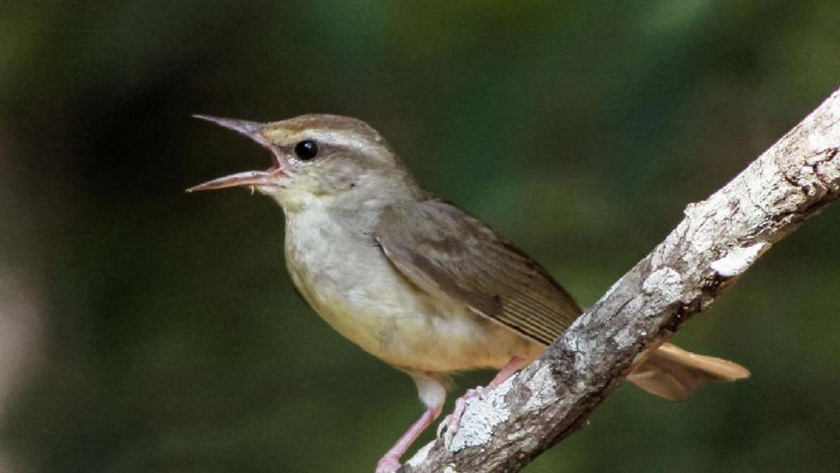 Kuş Seslerinin İnsanların Kendini Daha İyi Hissetmesini Sağladığı Keşfedildi