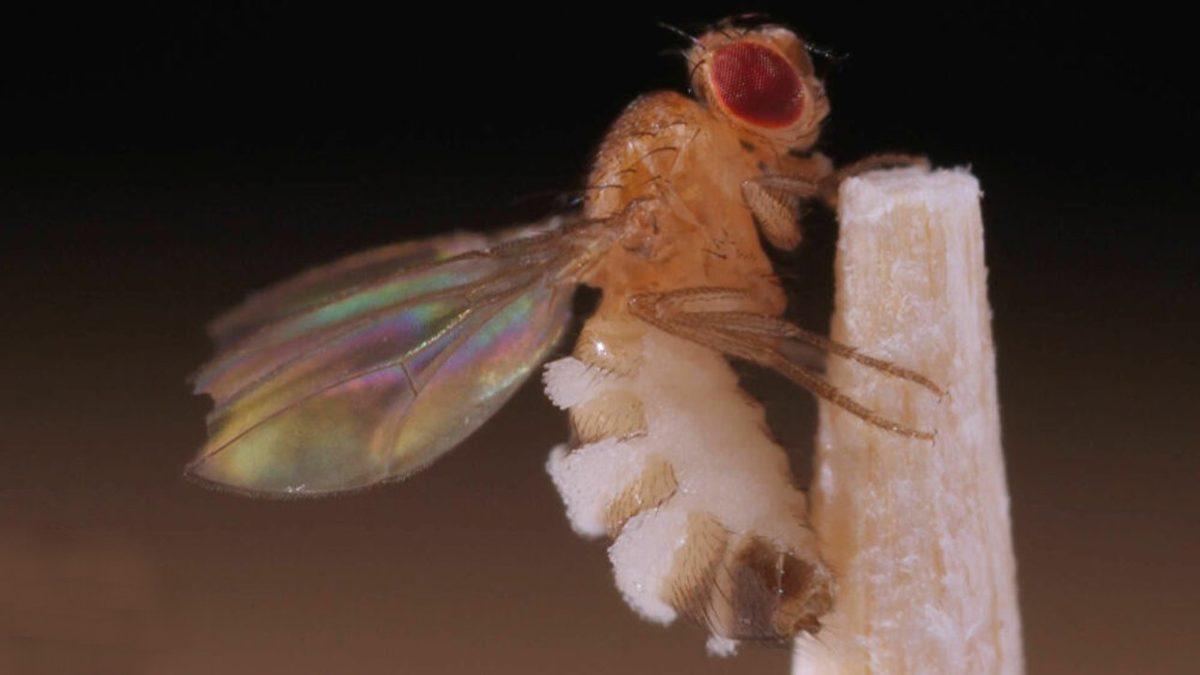 Sinekleri Zombileştiren İki Yeni Mantar Türü Keşfedildi