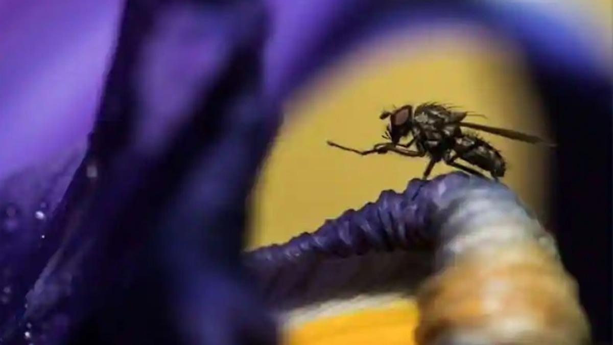 Sinekleri Zombileştiren İki Yeni Mantar Türü Keşfedildi