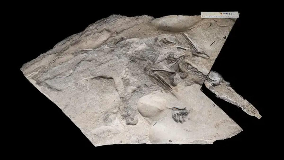 Yaşadığı Dönemin ‘Uçan Timsahı’ Olan 170 Milyon Yıllık Devasa Bir Uçan Sürüngen Keşfedildi