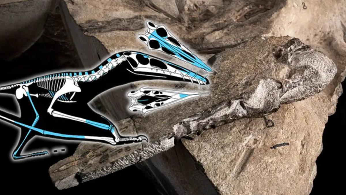 Yaşadığı Dönemin ‘Uçan Timsahı’ Olan 170 Milyon Yıllık Devasa Bir Uçan Sürüngen Keşfedildi