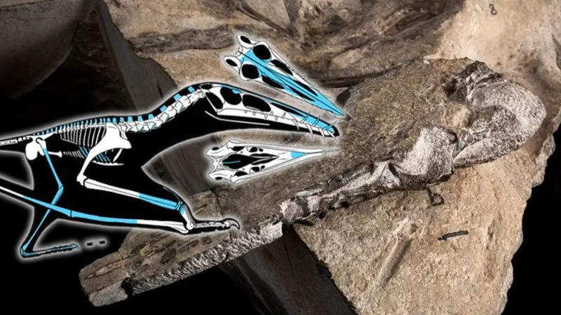 Yaşadığı Dönemin ‘Uçan Timsahı’ Olan 170 Milyon Yıllık Devasa Bir Uçan Sürüngen Keşfedildi