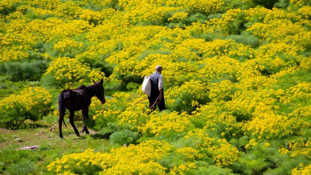 Sosyal Medyada Sıkça Duyduğumuz ‘Coğrafya Kaderdir’ Sözünün Gerçek Sahibi Kim, Bu Sözle Ne Anlatmak İstedi?