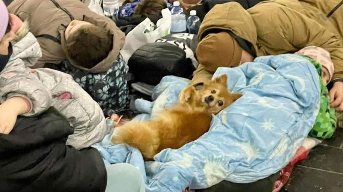 Tarih Bu Görüntüleri Unutmayacak: Rusya-Ukrayna Savaşından Yürekleri Paramparça Eden Fotoğraf ve Videolar [13. Gün]