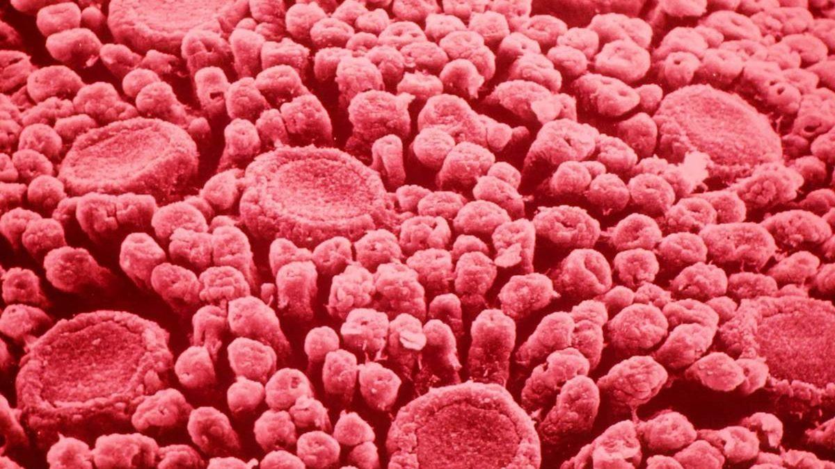 Yanlış Bilinen Bu Bilgilerin Doğrusunu Öğrenince Beyninize Güncelleme Almış Gibi Hissedeceksiniz