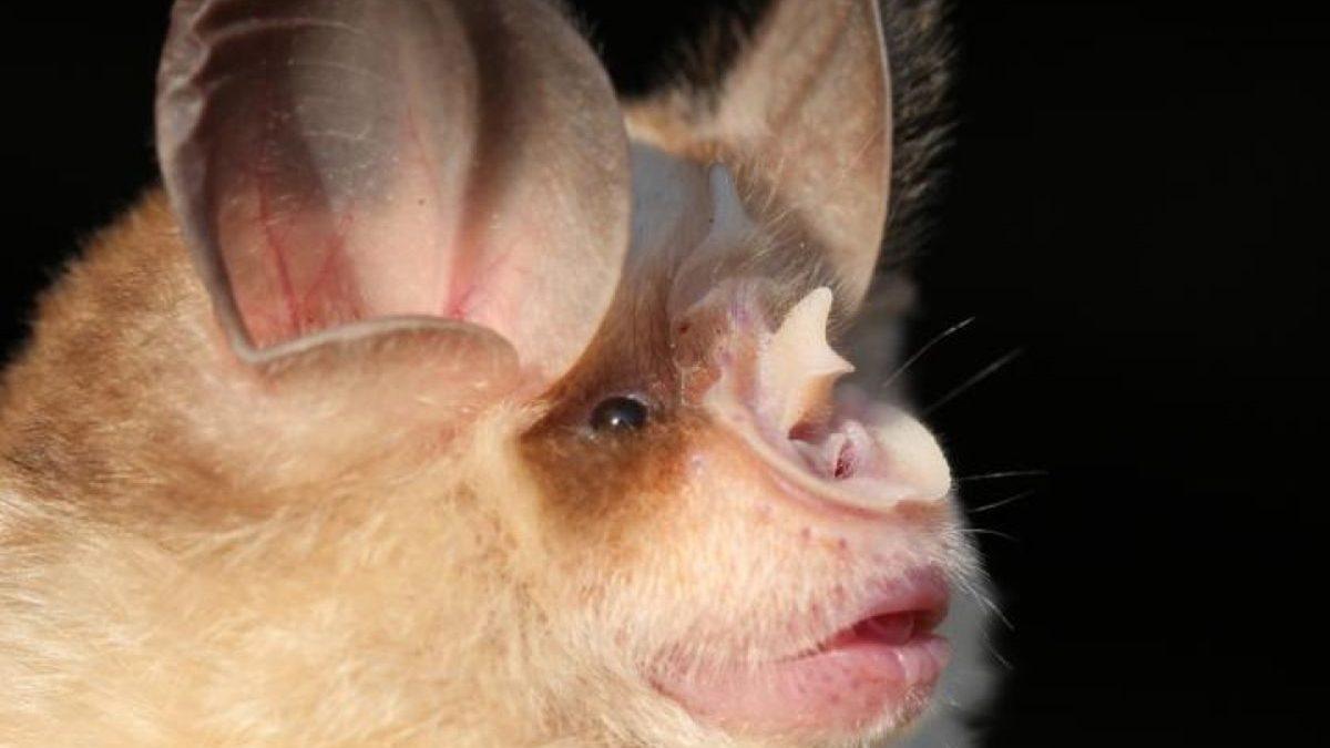 Yanlış Bilinen Bu Bilgilerin Doğrusunu Öğrenince Beyninize Güncelleme Almış Gibi Hissedeceksiniz