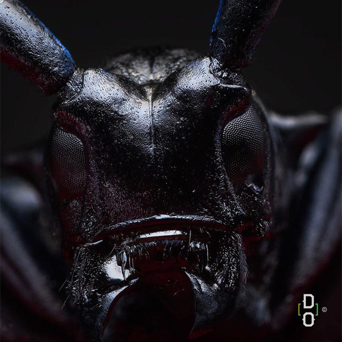 Görünce ’Bu Hayvan Böyle miymiş?’ Diyeceğiniz Yakın Çekim 20 Fotoğraf