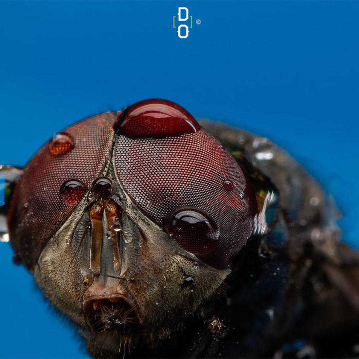 Görünce ’Bu Hayvan Böyle miymiş?’ Diyeceğiniz Yakın Çekim 20 Fotoğraf