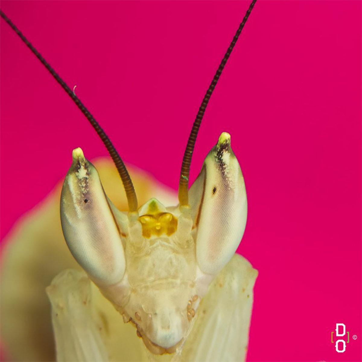 Görünce ’Bu Hayvan Böyle miymiş?’ Diyeceğiniz Yakın Çekim 20 Fotoğraf