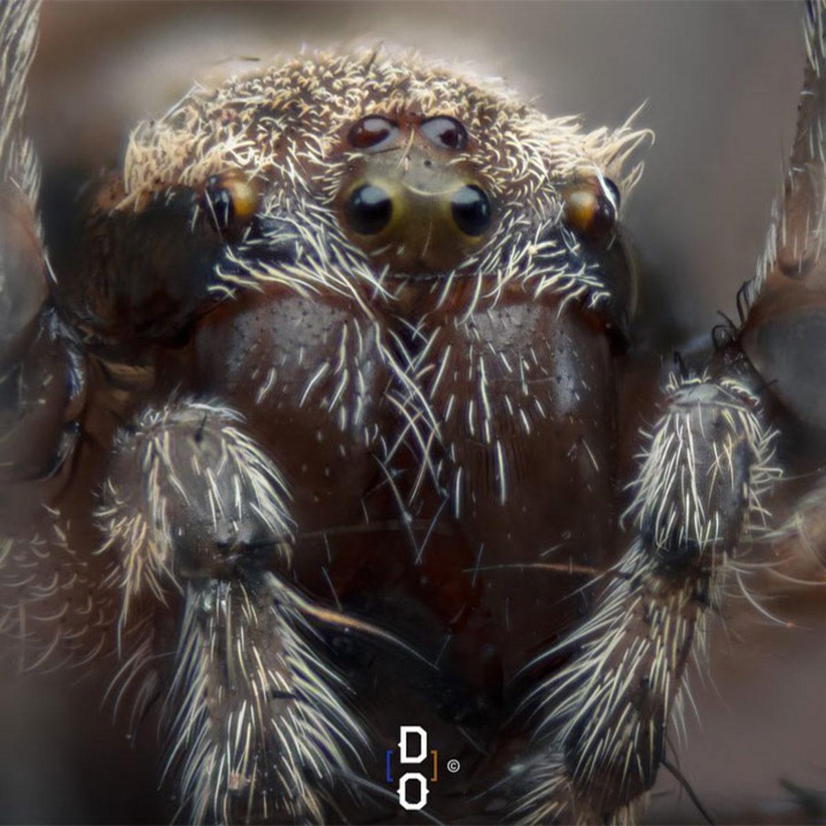 Görünce ’Bu Hayvan Böyle miymiş?’ Diyeceğiniz Yakın Çekim 20 Fotoğraf