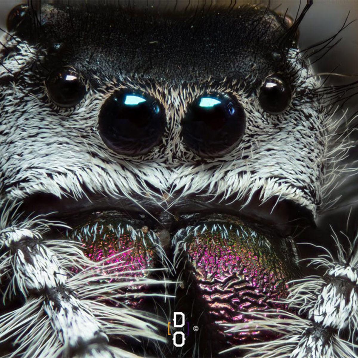 Görünce ’Bu Hayvan Böyle miymiş?’ Diyeceğiniz Yakın Çekim 20 Fotoğraf