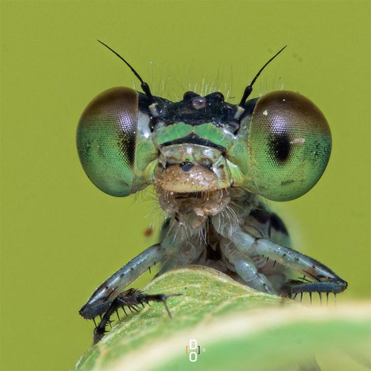 Görünce ’Bu Hayvan Böyle miymiş?’ Diyeceğiniz Yakın Çekim 20 Fotoğraf