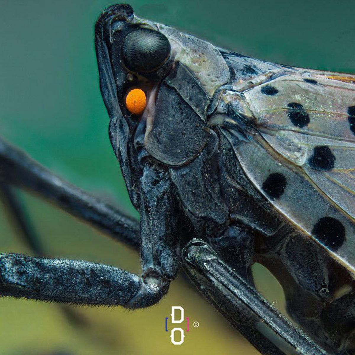 Görünce ’Bu Hayvan Böyle miymiş?’ Diyeceğiniz Yakın Çekim 20 Fotoğraf