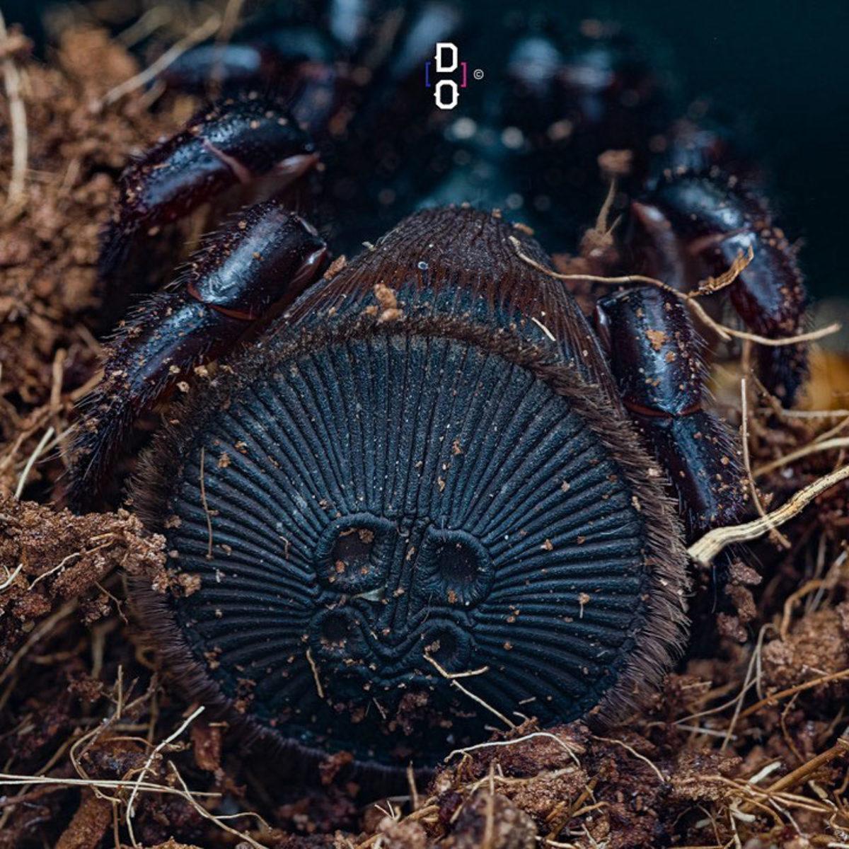 Görünce ’Bu Hayvan Böyle miymiş?’ Diyeceğiniz Yakın Çekim 20 Fotoğraf