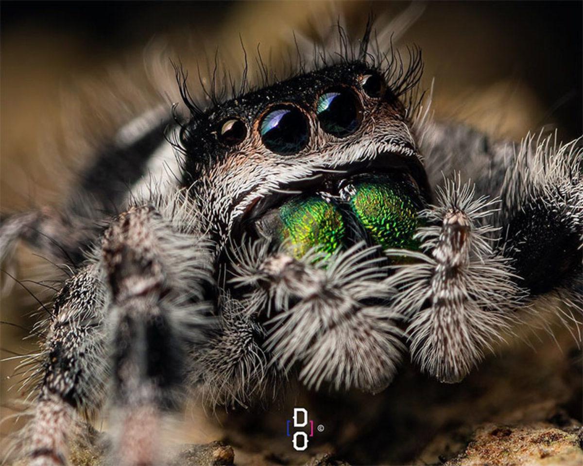 Görünce ’Bu Hayvan Böyle miymiş?’ Diyeceğiniz Yakın Çekim 20 Fotoğraf