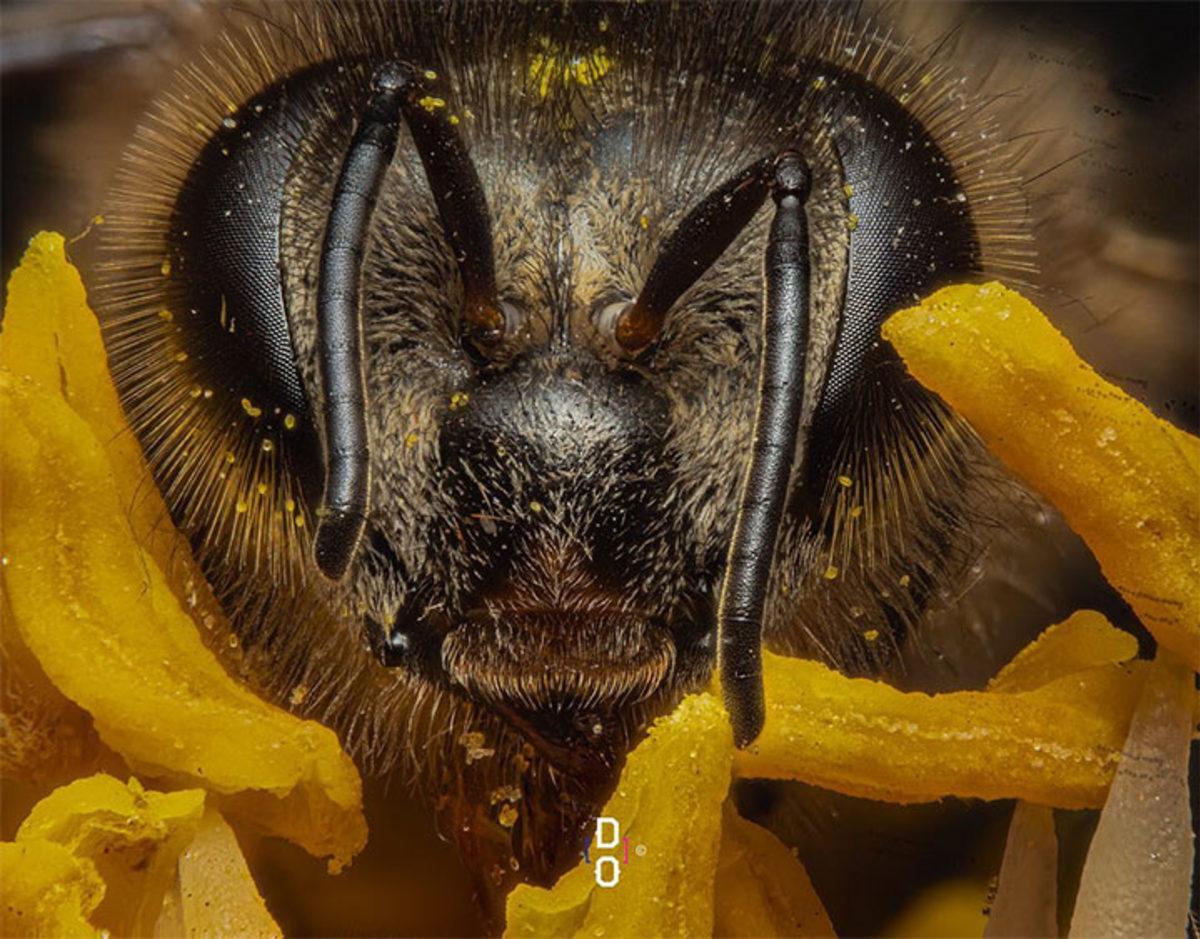 Görünce ’Bu Hayvan Böyle miymiş?’ Diyeceğiniz Yakın Çekim 20 Fotoğraf