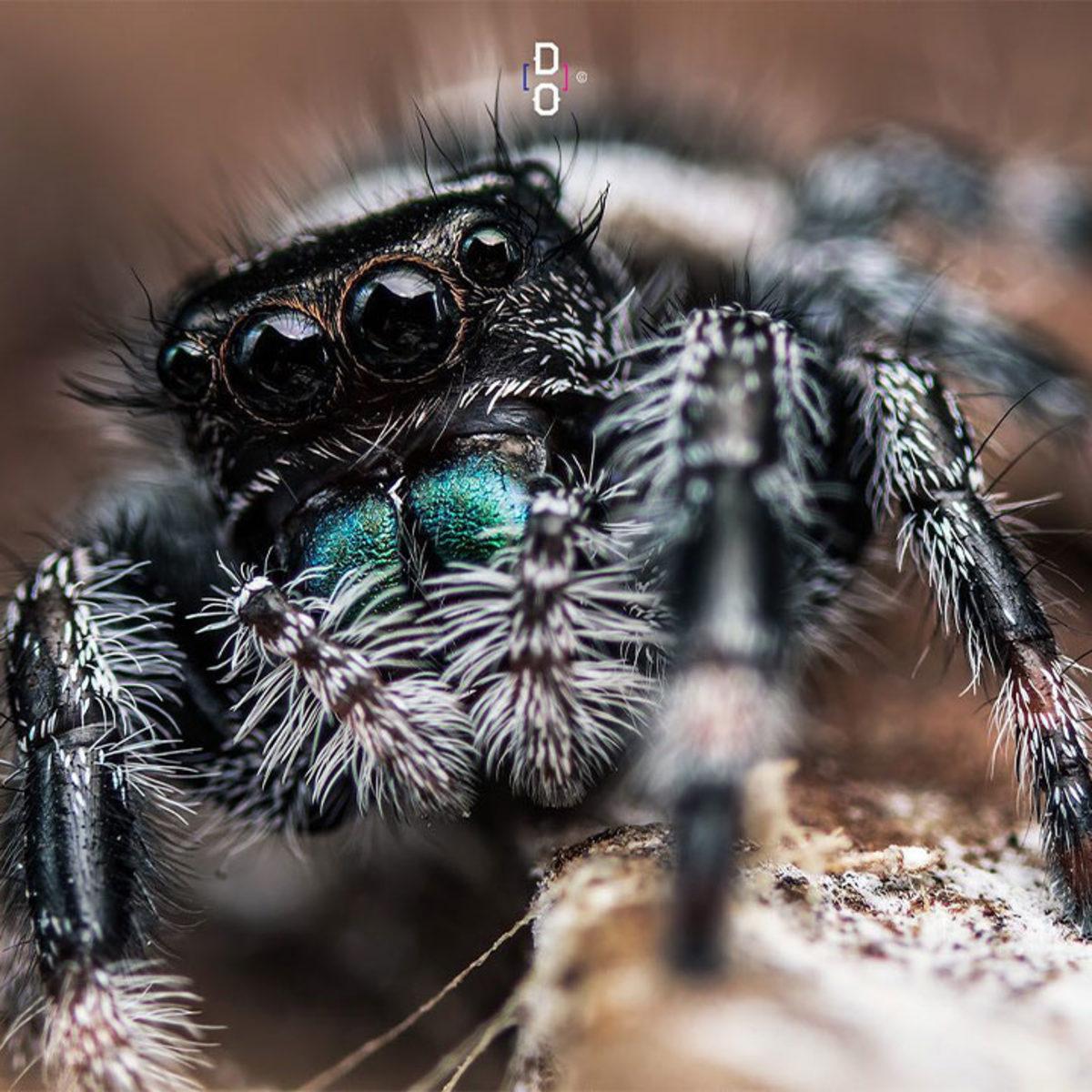 Görünce ’Bu Hayvan Böyle miymiş?’ Diyeceğiniz Yakın Çekim 20 Fotoğraf