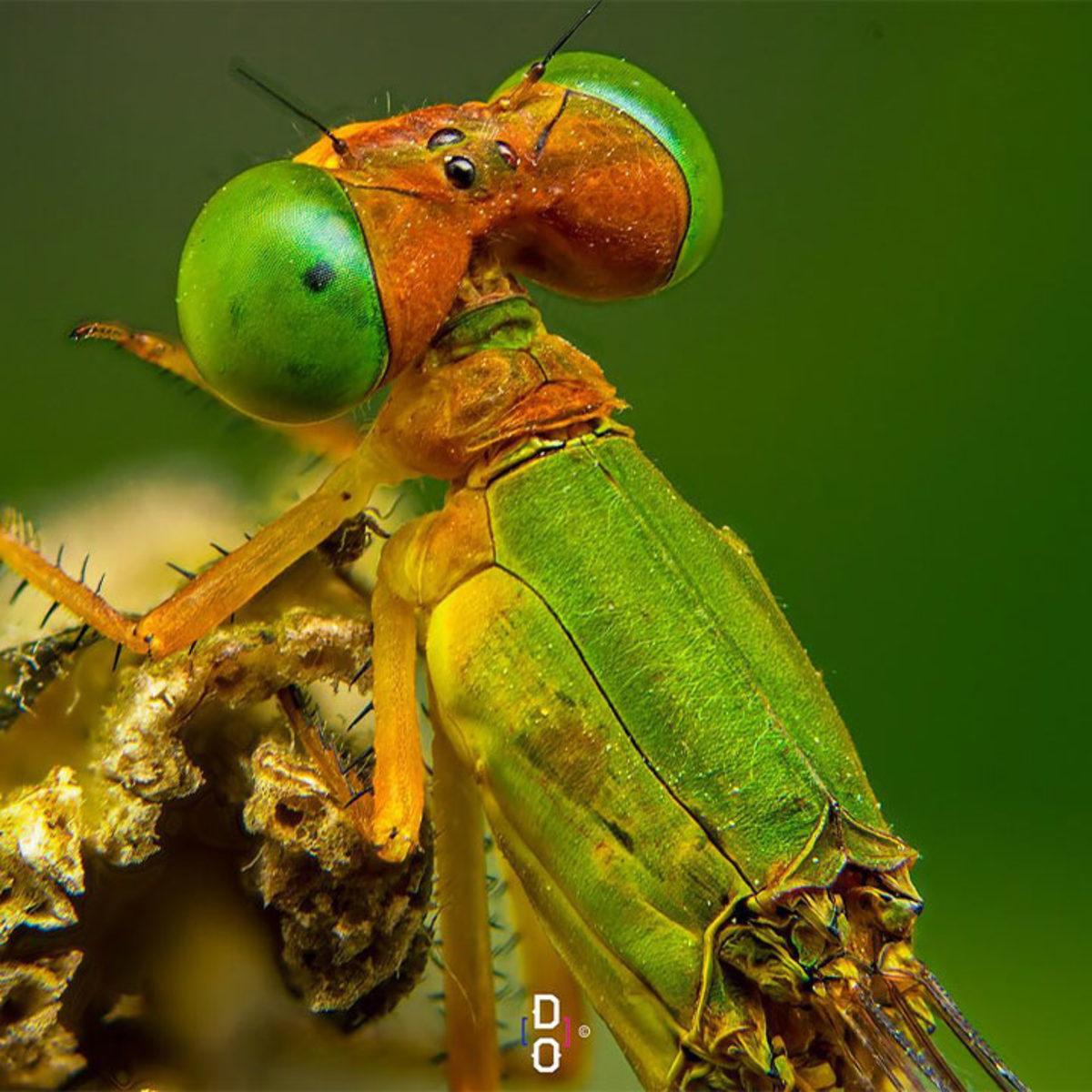 Görünce ’Bu Hayvan Böyle miymiş?’ Diyeceğiniz Yakın Çekim 20 Fotoğraf