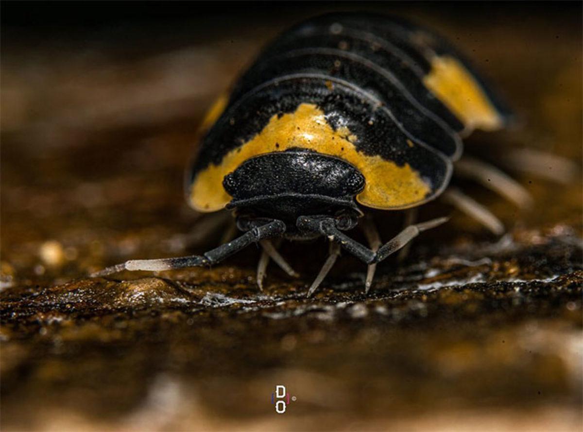 Görünce ’Bu Hayvan Böyle miymiş?’ Diyeceğiniz Yakın Çekim 20 Fotoğraf