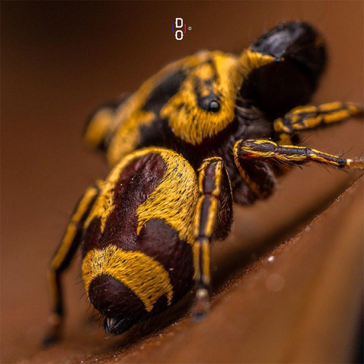 Görünce ’Bu Hayvan Böyle miymiş?’ Diyeceğiniz Yakın Çekim 20 Fotoğraf