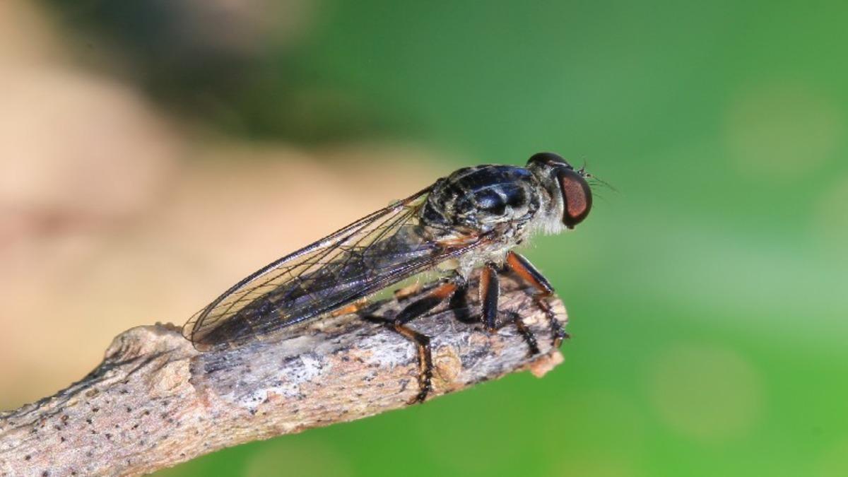 Darwin’in Böcekler Hakkındaki Evrim Teorisi 161 yıl Sonra Haklı Bulundu