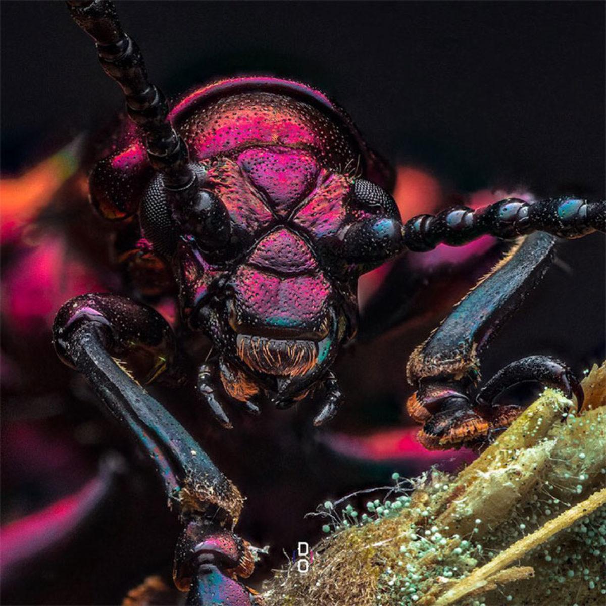 Görünce ’Bu Hayvan Böyle miymiş?’ Diyeceğiniz Yakın Çekim 20 Fotoğraf