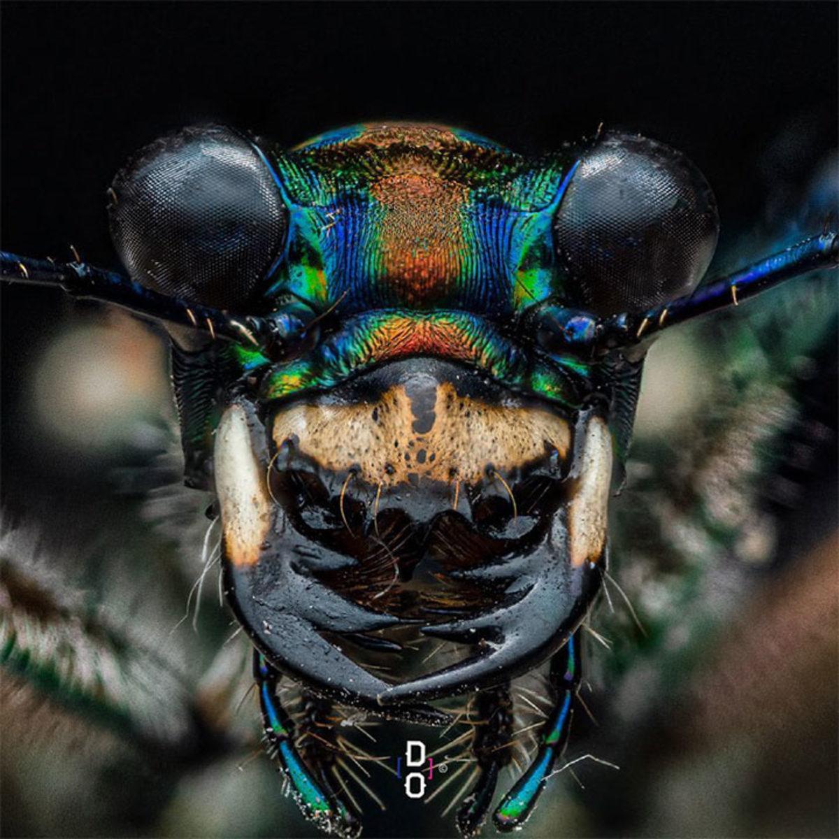 Görünce ’Bu Hayvan Böyle miymiş?’ Diyeceğiniz Yakın Çekim 20 Fotoğraf