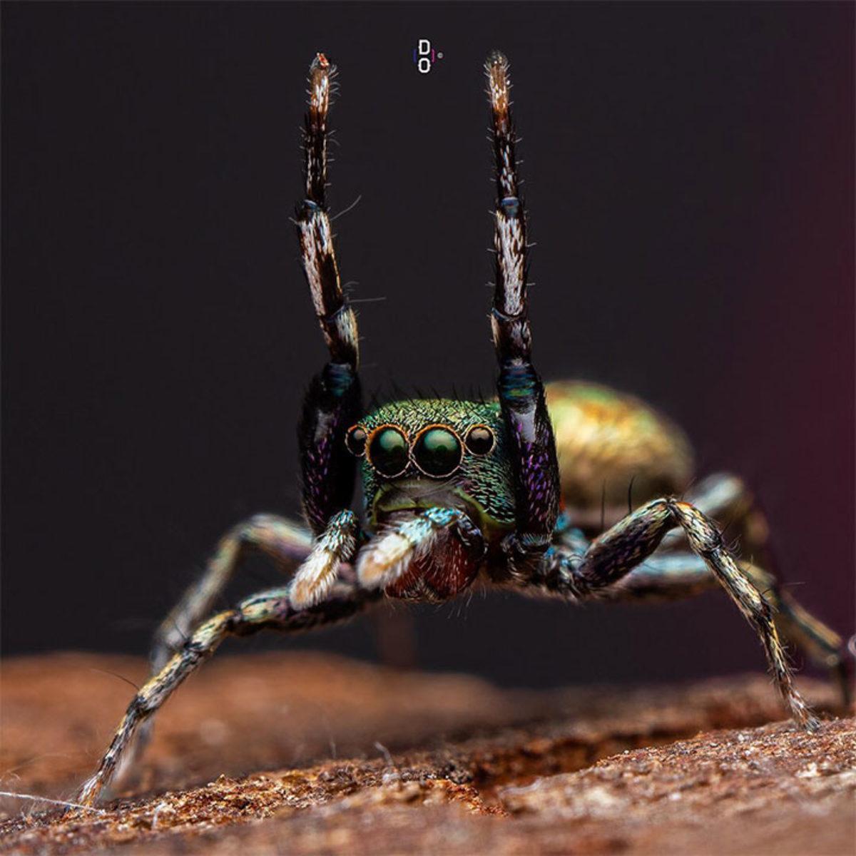 Görünce ’Bu Hayvan Böyle miymiş?’ Diyeceğiniz Yakın Çekim 20 Fotoğraf