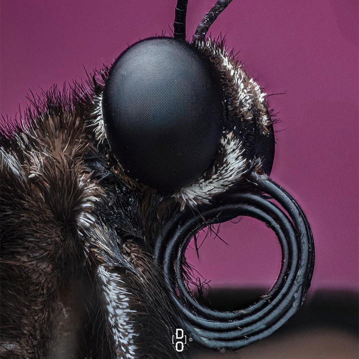 Görünce ’Bu Hayvan Böyle miymiş?’ Diyeceğiniz Yakın Çekim 20 Fotoğraf