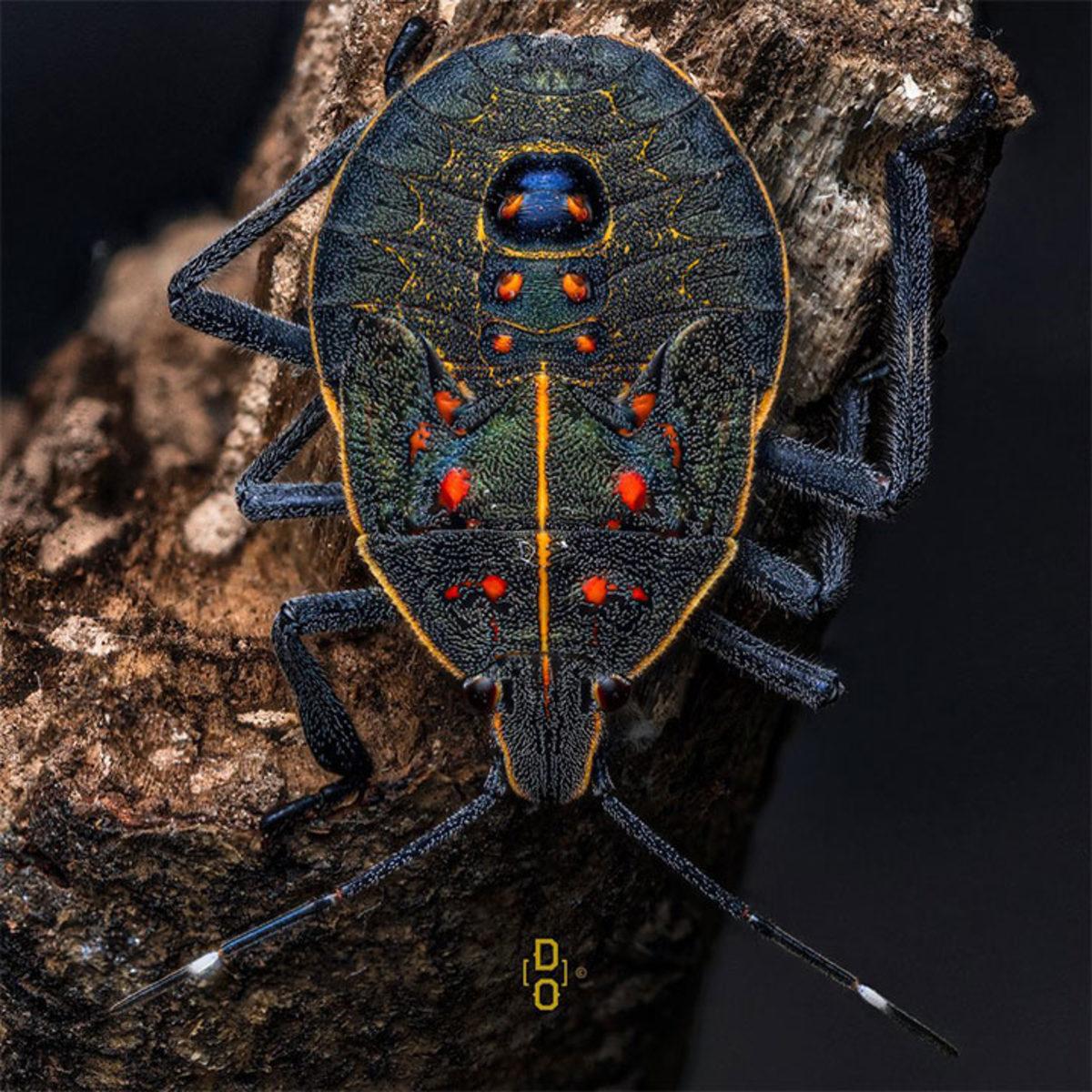 Görünce ’Bu Hayvan Böyle miymiş?’ Diyeceğiniz Yakın Çekim 20 Fotoğraf