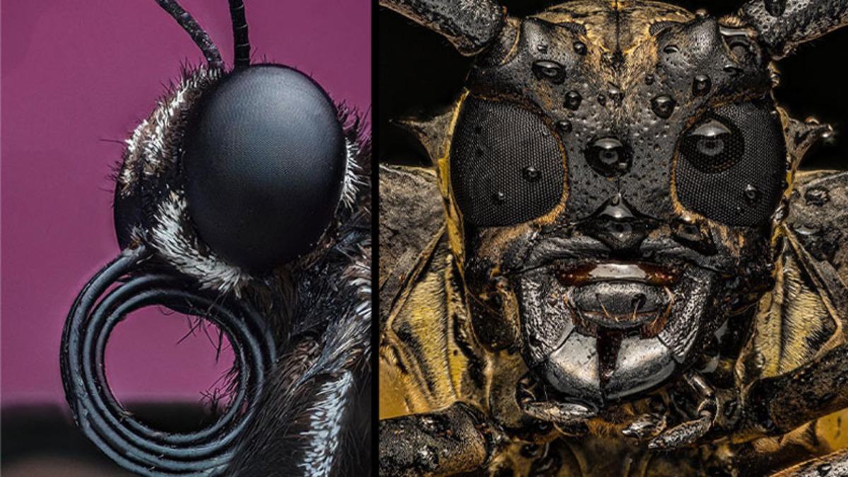 Görünce ’Bu Hayvan Böyle miymiş?’ Diyeceğiniz Yakın Çekim 20 Fotoğraf