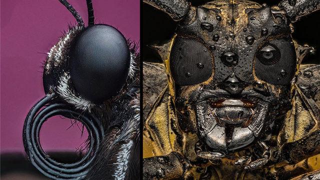 Görünce ’Bu Hayvan Böyle miymiş?’ Diyeceğiniz Yakın Çekim 20 Fotoğraf