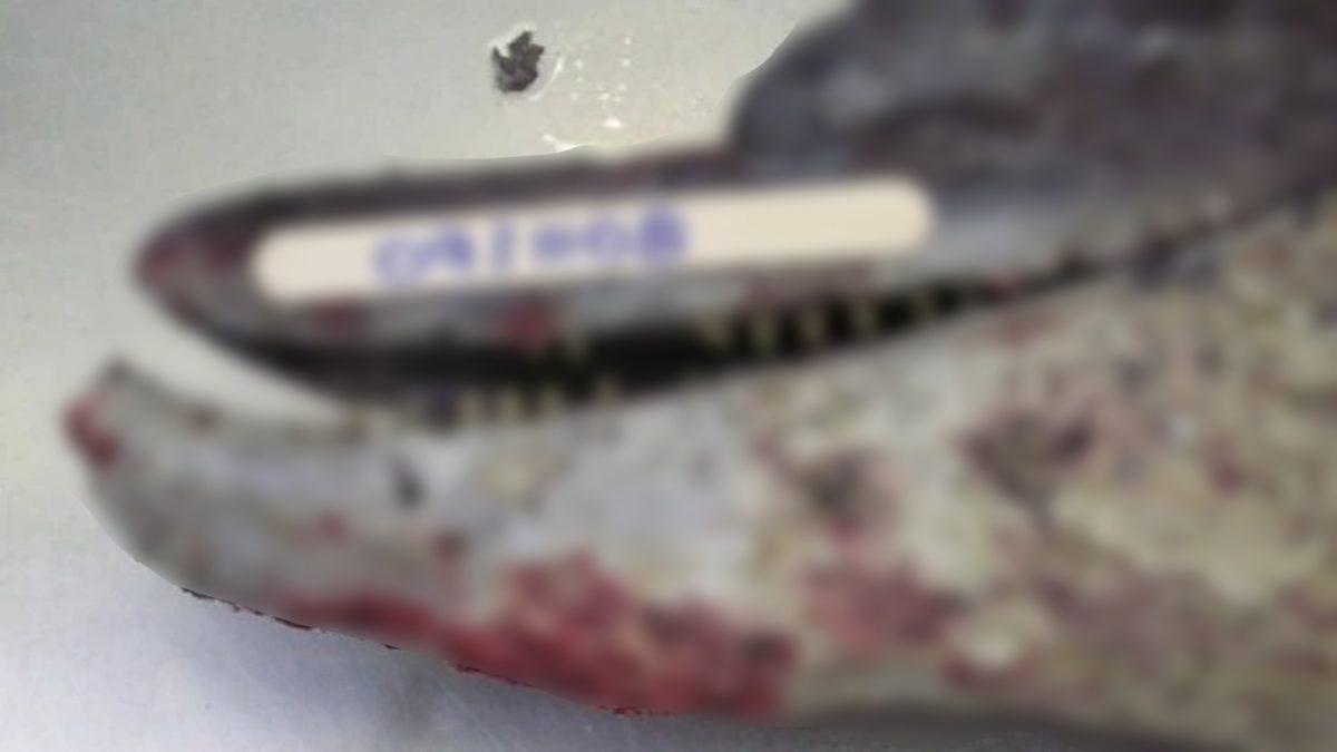 Yunusları İklim Değişikliğine Bağlı Olarak Etkileyen Ölümcül Deri Hastalığı