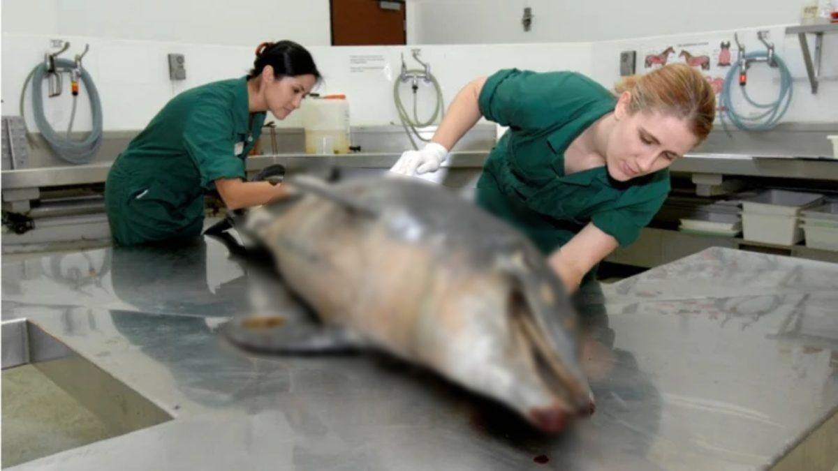 Yunusları İklim Değişikliğine Bağlı Olarak Etkileyen Ölümcül Deri Hastalığı