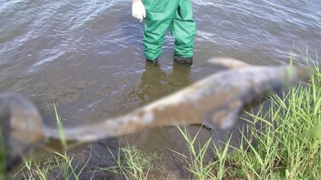 Yunusları İklim Değişikliğine Bağlı Olarak Etkileyen Ölümcül Deri Hastalığı