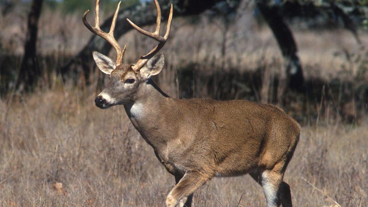 Geyikten İnsana Bulaşan Bir Koronavirüs Tespit Edildi: 76 Farklı Mutasyona Sahip!