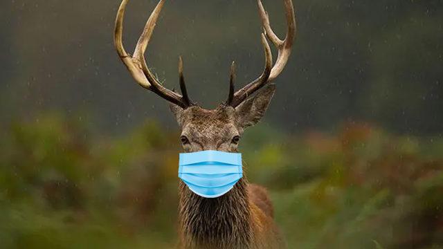 Geyikten İnsana Bulaşan Bir Koronavirüs Tespit Edildi: 76 Farklı Mutasyona Sahip!