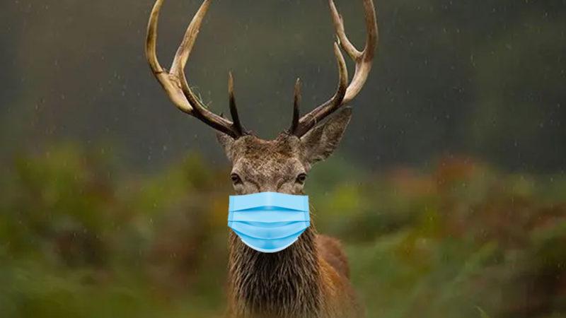 Geyikten İnsana Bulaşan Bir Koronavirüs Tespit Edildi: 76 Farklı Mutasyona Sahip!