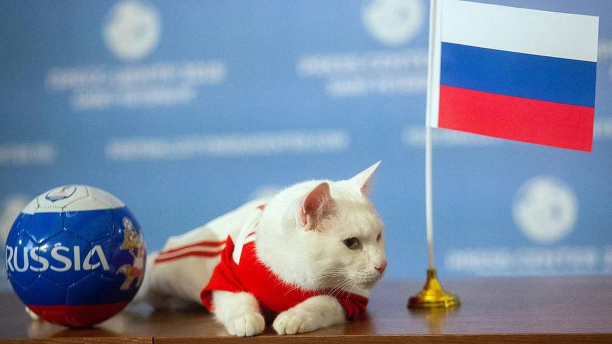 Savaş Karşıtlığı, Irkçılığa Dönüştü: Uluslararası Kedi Federasyonu, Rus Kedilerine Yaptırım Uyguladı! Evet, Kedilere...