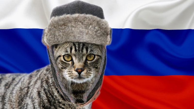 Savaş Karşıtlığı, Irkçılığa Dönüştü: Uluslararası Kedi Federasyonu, Rus Kedilerine Yaptırım Uyguladı! Evet, Kedilere...