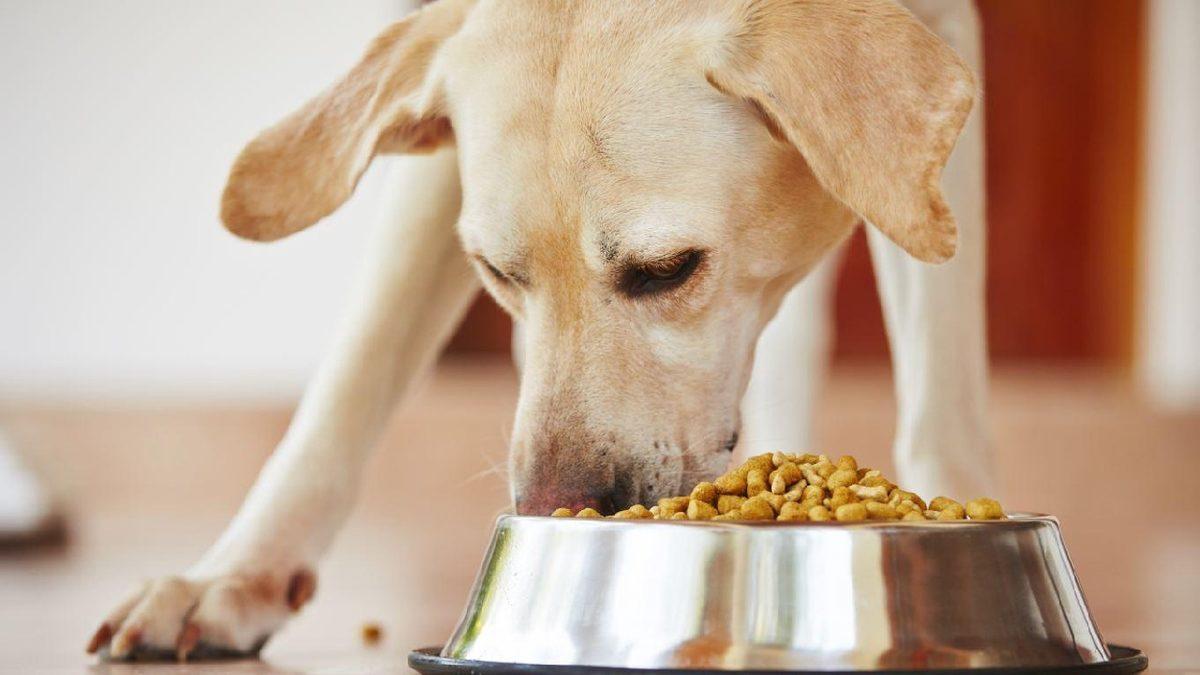 Köpeğinize Verdiğiniz Mama Köpekbalıkların Neslini Tüketebilir: Mamaların İçinde Köpekbalığı DNA’sı Keşfedildi